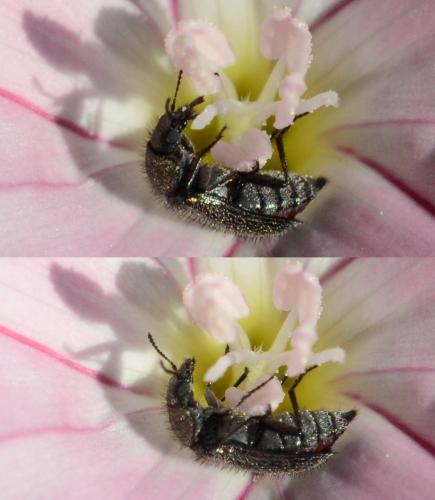 Réf. 232 844 : Dasytinae inconnu